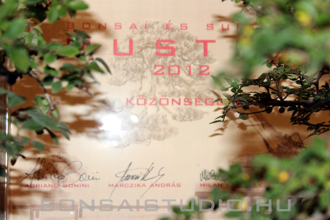 bonsai, suiseki, mustra, kozonseg dij, koos andras bonsai es suiseki mustra kozonseg dija koos andras reszere
